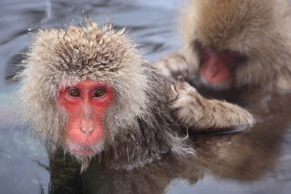 在温泉里的雪猴 — 图库照片