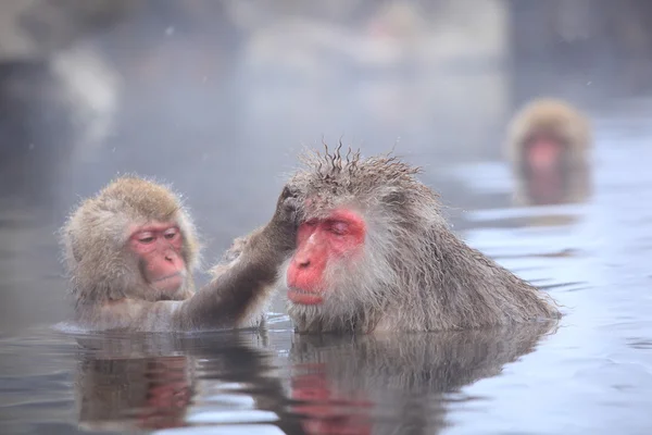 Singe des neiges dans la source chaude — Photo