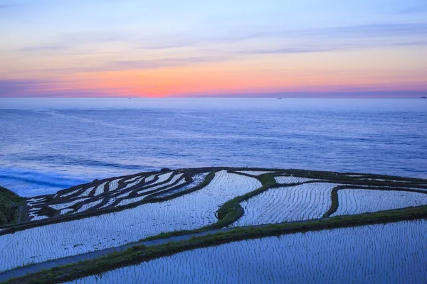 夕暮れの棚田 ストック写真