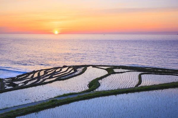 Terraços de arroz ao pôr do sol Imagens De Bancos De Imagens Sem Royalties