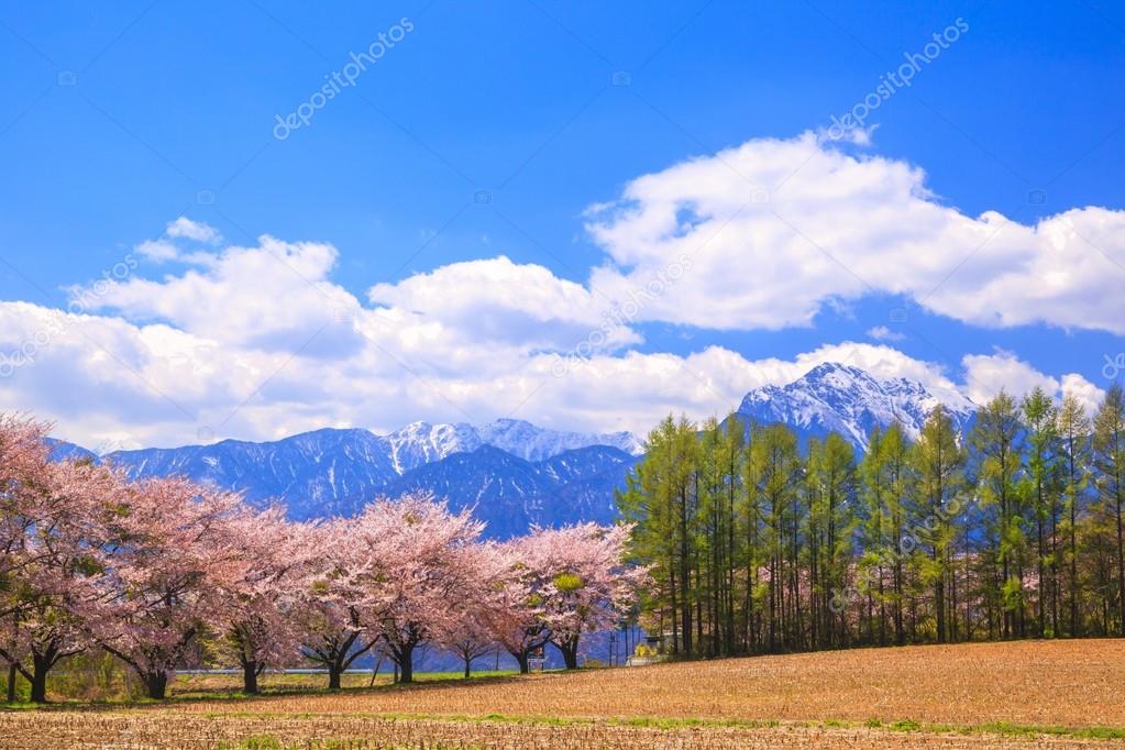 Cherry tree and Mountain