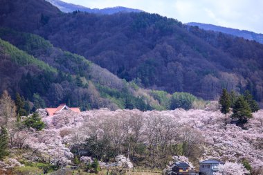 Takato, kiraz çiçekleri