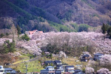 Takato, kiraz çiçekleri