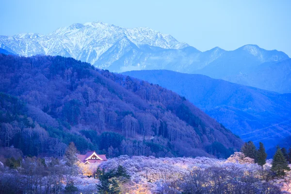 벚꽃의 빛 — 스톡 사진