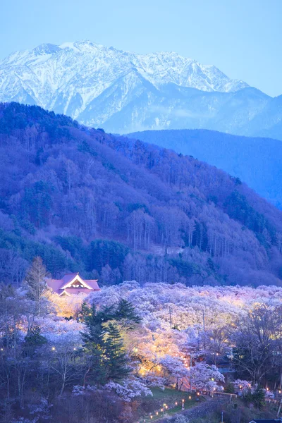 Light up of Cherry Blossoms — Stock Photo, Image