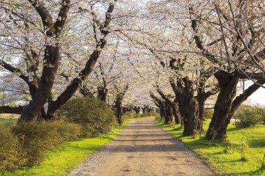 Kiraz çiçekleri çiçek yolu
