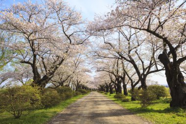 Cherry blossoms bloom path clipart
