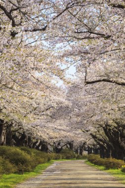 Kiraz çiçekleri çiçek yolu