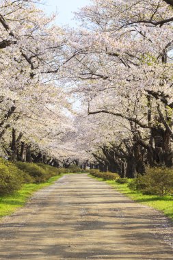 Kiraz çiçekleri çiçek yolu
