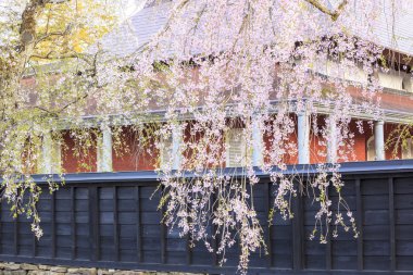 Kakunodate kiraz ağlayan