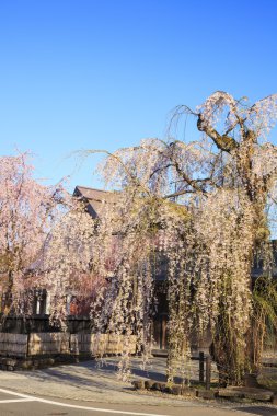 Kakunodate kiraz ağlayan