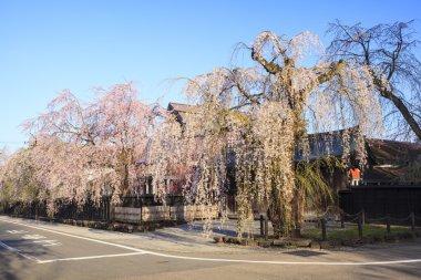 Kakunodate kiraz ağlayan
