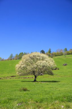 çiçek açan armut ağacı