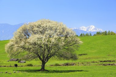 çiçek açan armut ağacı