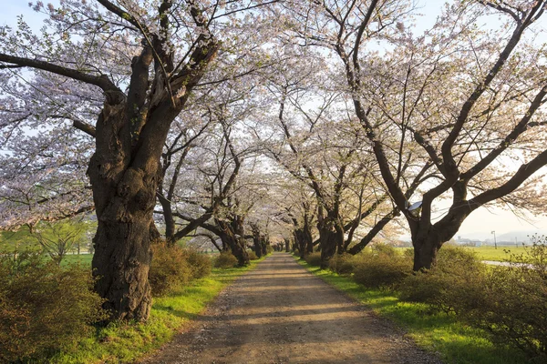 Cherry blossoms bloom path — Stock Photo, Image