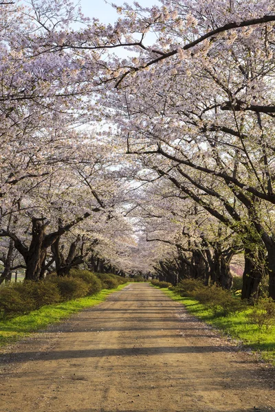 Kirschblütenpfad — Stockfoto