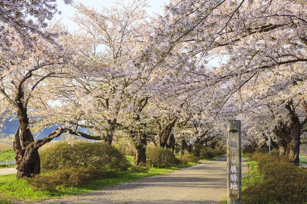 Cherry blossoms bloom path — Stock Photo, Image