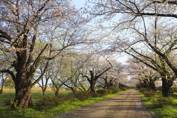 Wiśniowe kwiaty kwitną ścieżka — Zdjęcie stockowe