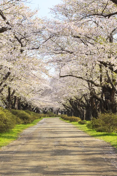 Kiraz çiçekleri çiçek yolu