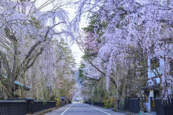 Weeping Cherries of Kakunodate — Stock Photo, Image