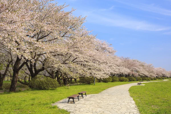 Flor de cerejeira flor caminho — Fotografia de Stock