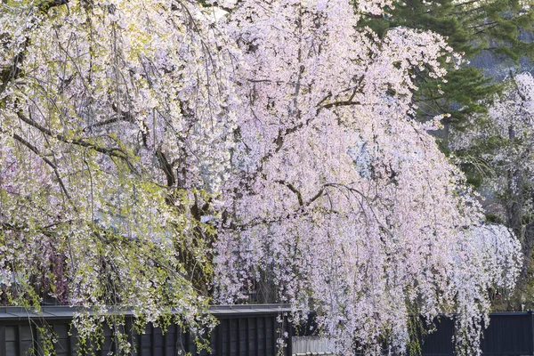 Weeping Cherries of Kakunodate — Stock Photo, Image