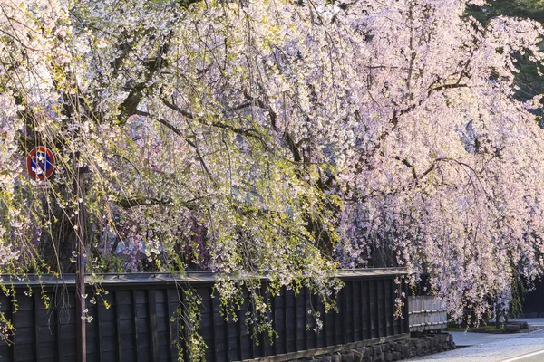 Weeping Cherries of Kakunodate — Stock Photo, Image