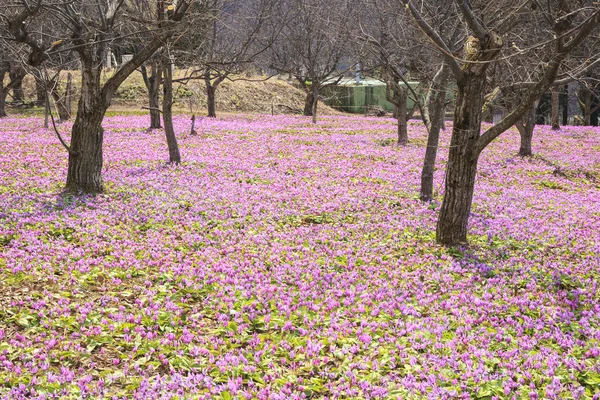 Dogtooth Violet Colony — Stockfoto