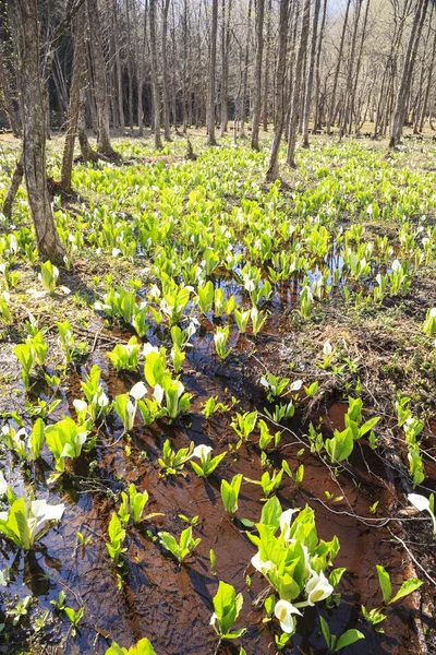 Japanse Skunk Cabbage — Stockfoto