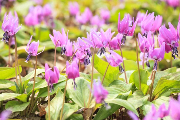 Dogtooth Violet Colony — Stockfoto