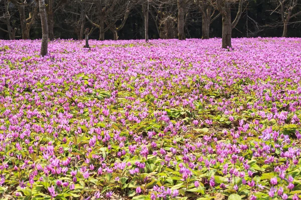 Dogtooth Violet Colony — Stock Photo, Image