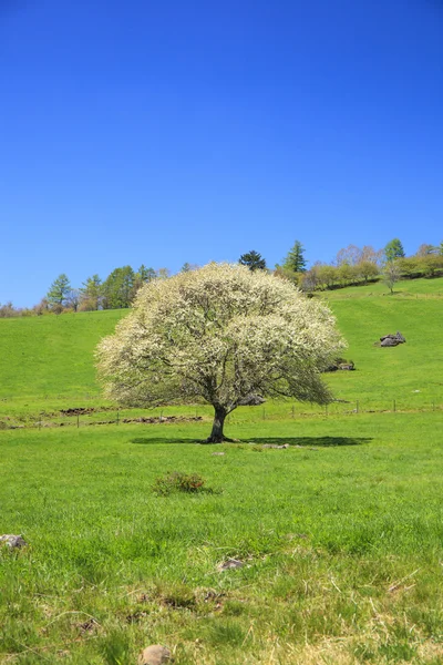 Blommande päronträd — Stockfoto