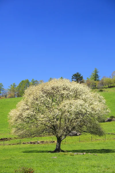 Цветущее грушевое дерево — стоковое фото