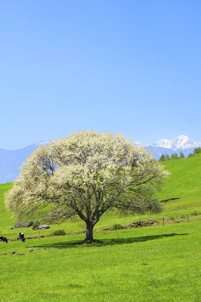 Çiçek açan armut ağacı — Stok fotoğraf