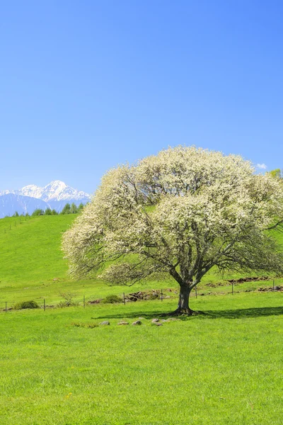 Цветущее грушевое дерево — стоковое фото
