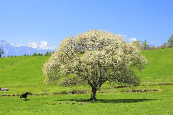 Çiçek açan armut ağacı — Stok fotoğraf