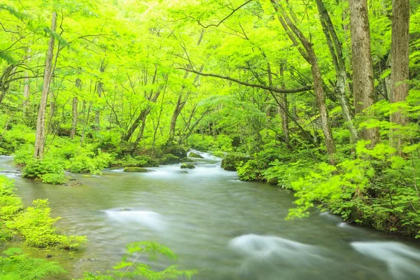 Sommer von oirase stream — Stockfoto