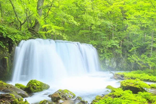 Verde fresco e cachoeira — Fotografia de Stock