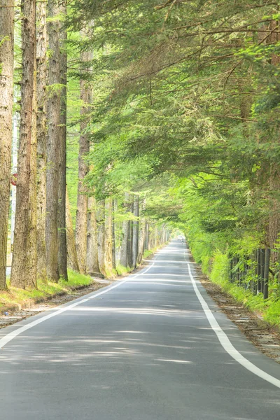 Larch tree lined — Stock Photo, Image