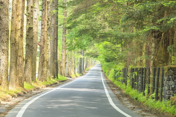 Larch tree lined — Stock Photo, Image