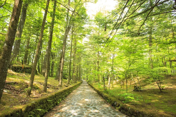 Camino pavimentado de piedra en bosque — Foto de Stock