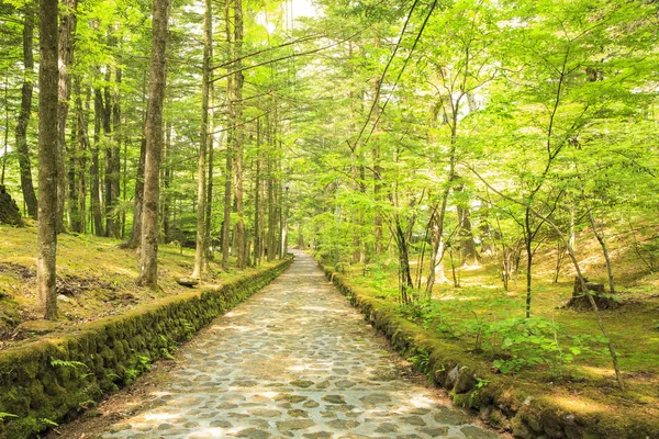 Pedra estrada pavimentada na floresta — Fotografia de Stock