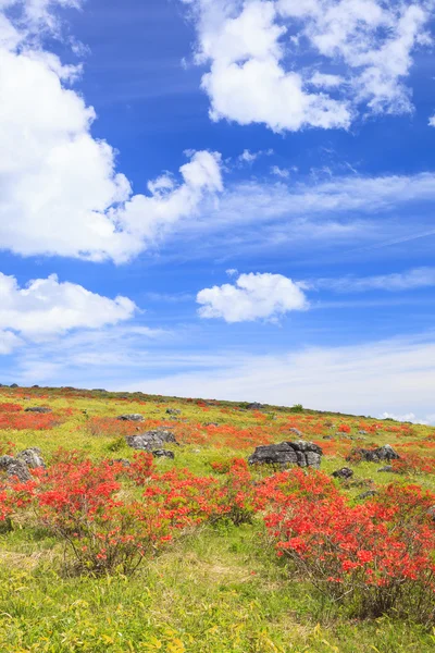 Азалия цветет на плато — стоковое фото