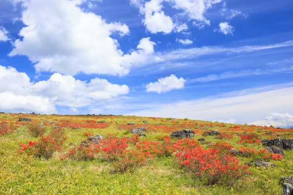 Plato çiçeklenme açelya
