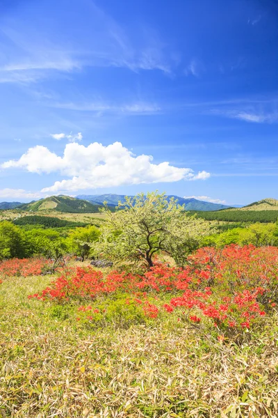 Azalea, virágzó fennsíkon — Stock Fotó