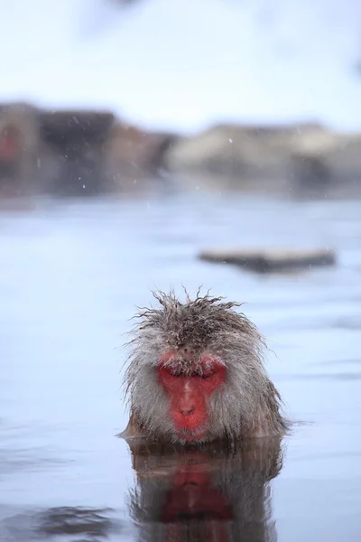 在温泉里的雪猴 — 图库照片