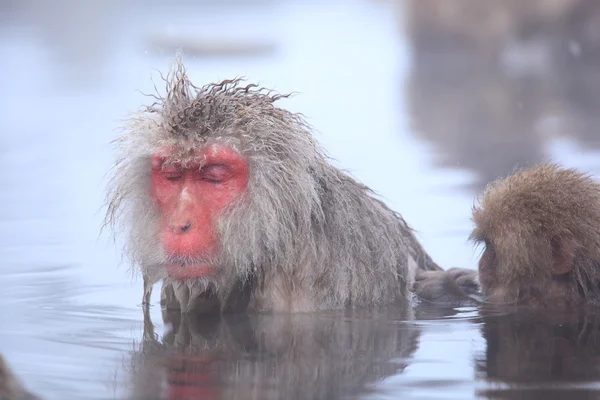 Macaco de neve na primavera quente — Fotografia de Stock