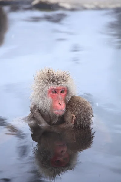 Macaco mãe e bebê na primavera quente — Fotografia de Stock