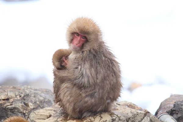 Aap moeder en baby — Stockfoto