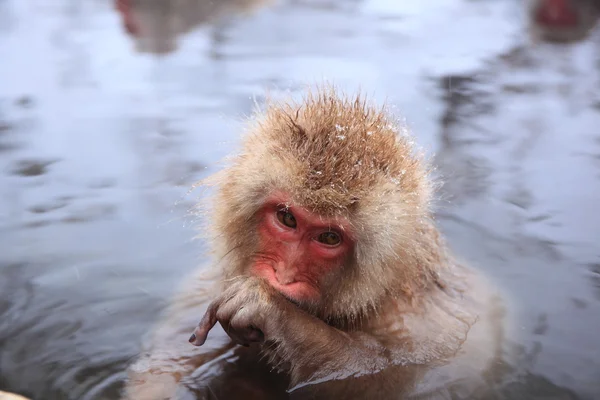 Kaplıca kar maymun — Stok fotoğraf